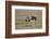 Africa, Tanzania, Ngorongoro Conservation Area. Three male Common Ostrich-Charles Sleicher-Framed Photographic Print