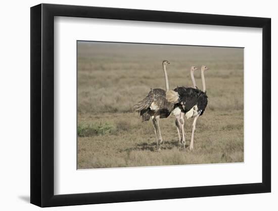 Africa, Tanzania, Ngorongoro Conservation Area. Three male Common Ostrich-Charles Sleicher-Framed Photographic Print