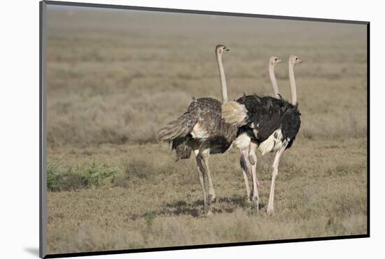 Africa, Tanzania, Ngorongoro Conservation Area. Three male Common Ostrich-Charles Sleicher-Mounted Photographic Print