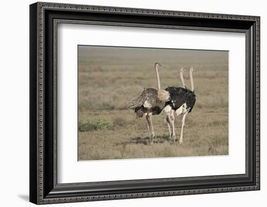 Africa, Tanzania, Ngorongoro Conservation Area. Three male Common Ostrich-Charles Sleicher-Framed Photographic Print