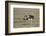 Africa, Tanzania, Ngorongoro Conservation Area. Three male Common Ostrich-Charles Sleicher-Framed Photographic Print