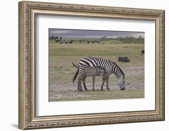 Africa, Tanzania, Ngorongoro Crater. Plain zebras grazing in the crater.-Charles Sleicher-Framed Photographic Print