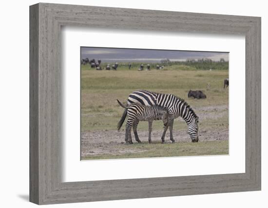 Africa, Tanzania, Ngorongoro Crater. Plain zebras grazing in the crater.-Charles Sleicher-Framed Photographic Print