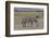 Africa, Tanzania, Ngorongoro Crater. Plain zebras grazing in the crater.-Charles Sleicher-Framed Photographic Print