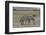 Africa, Tanzania, Ngorongoro Crater. Plain zebras grazing in the crater.-Charles Sleicher-Framed Photographic Print