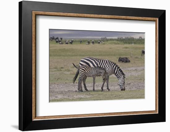 Africa, Tanzania, Ngorongoro Crater. Plain zebras grazing in the crater.-Charles Sleicher-Framed Photographic Print