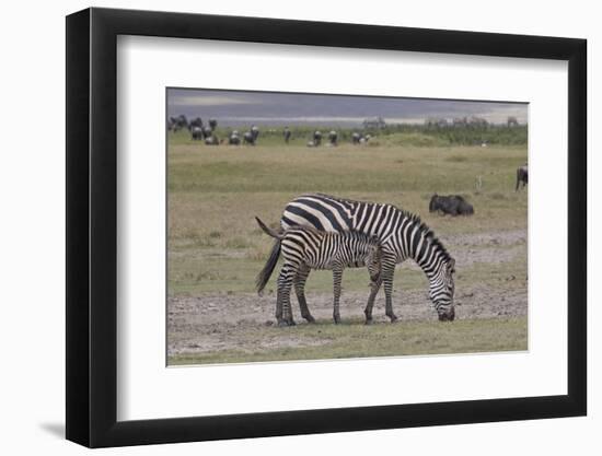 Africa, Tanzania, Ngorongoro Crater. Plain zebras grazing in the crater.-Charles Sleicher-Framed Photographic Print