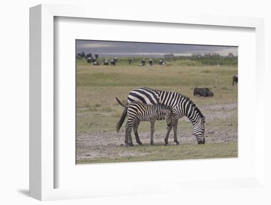 Africa, Tanzania, Ngorongoro Crater. Plain zebras grazing in the crater.-Charles Sleicher-Framed Photographic Print