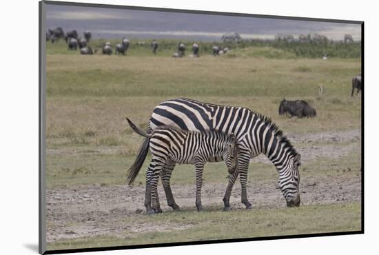 Africa, Tanzania, Ngorongoro Crater. Plain zebras grazing in the crater.-Charles Sleicher-Mounted Photographic Print