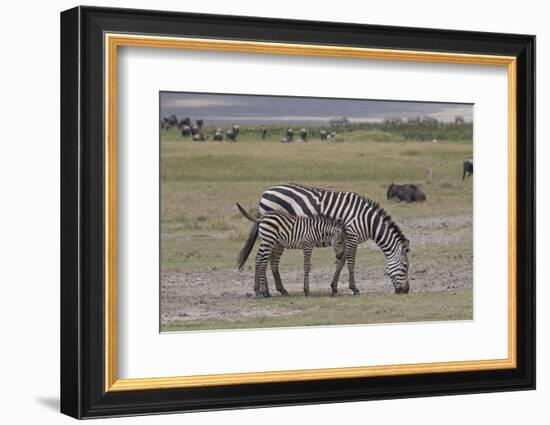 Africa, Tanzania, Ngorongoro Crater. Plain zebras grazing in the crater.-Charles Sleicher-Framed Photographic Print