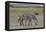 Africa, Tanzania, Ngorongoro Crater. Plain zebras grazing in the crater.-Charles Sleicher-Framed Premier Image Canvas
