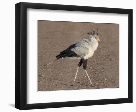 Africa, Tanzania, Ngorongoro Crater. Secretary Bird-Charles Sleicher-Framed Photographic Print