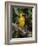 Africa, Tanzania, Ngorongoro Crater. Vitelline Masked Weaver-Charles Sleicher-Framed Photographic Print