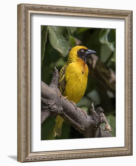 Africa, Tanzania, Ngorongoro Crater. Vitelline Masked Weaver-Charles Sleicher-Framed Photographic Print