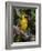 Africa, Tanzania, Ngorongoro Crater. Vitelline Masked Weaver-Charles Sleicher-Framed Photographic Print