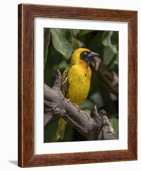 Africa, Tanzania, Ngorongoro Crater. Vitelline Masked Weaver-Charles Sleicher-Framed Photographic Print