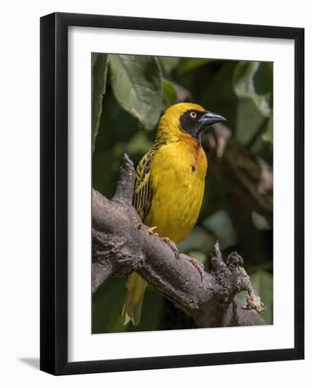 Africa, Tanzania, Ngorongoro Crater. Vitelline Masked Weaver-Charles Sleicher-Framed Photographic Print