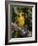 Africa, Tanzania, Ngorongoro Crater. Vitelline Masked Weaver-Charles Sleicher-Framed Photographic Print