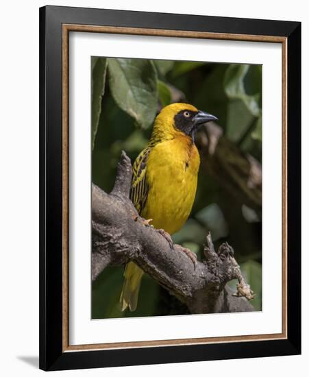 Africa, Tanzania, Ngorongoro Crater. Vitelline Masked Weaver-Charles Sleicher-Framed Photographic Print