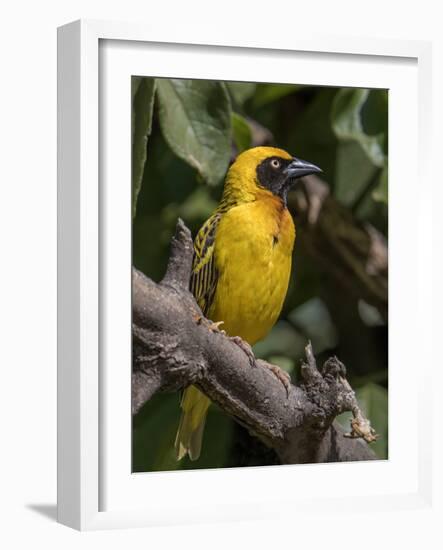 Africa, Tanzania, Ngorongoro Crater. Vitelline Masked Weaver-Charles Sleicher-Framed Photographic Print