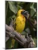 Africa, Tanzania, Ngorongoro Crater. Vitelline Masked Weaver-Charles Sleicher-Mounted Photographic Print