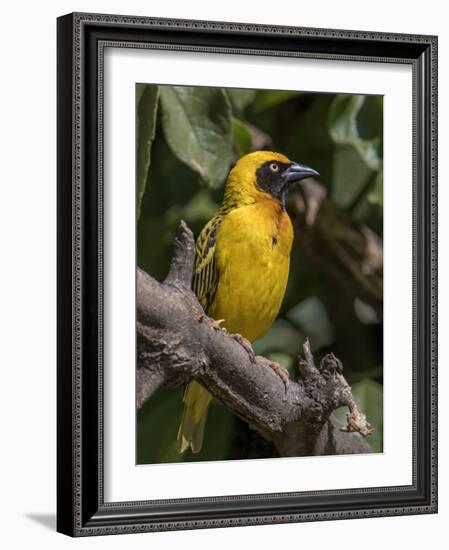 Africa, Tanzania, Ngorongoro Crater. Vitelline Masked Weaver-Charles Sleicher-Framed Photographic Print