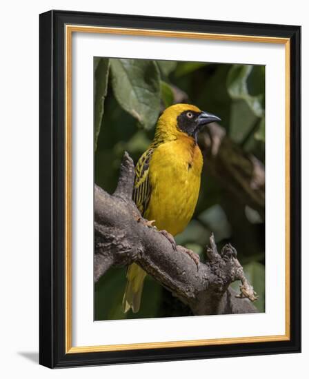 Africa, Tanzania, Ngorongoro Crater. Vitelline Masked Weaver-Charles Sleicher-Framed Photographic Print