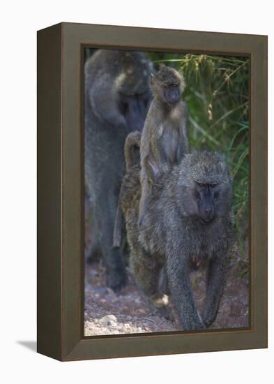 Africa. Tanzania. Olive baboon female with baby at Arusha National Park.-Ralph H. Bendjebar-Framed Premier Image Canvas