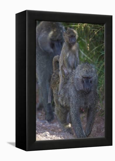 Africa. Tanzania. Olive baboon female with baby at Arusha National Park.-Ralph H. Bendjebar-Framed Premier Image Canvas