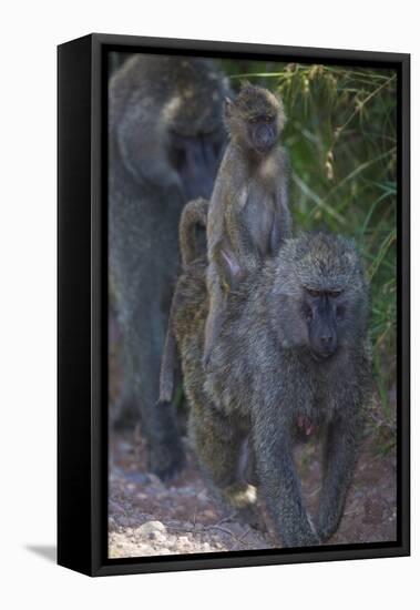 Africa. Tanzania. Olive baboon female with baby at Arusha National Park.-Ralph H. Bendjebar-Framed Premier Image Canvas