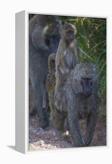 Africa. Tanzania. Olive baboon female with baby at Arusha National Park.-Ralph H. Bendjebar-Framed Premier Image Canvas