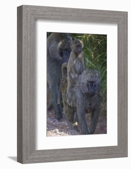 Africa. Tanzania. Olive baboon female with baby at Arusha National Park.-Ralph H. Bendjebar-Framed Photographic Print