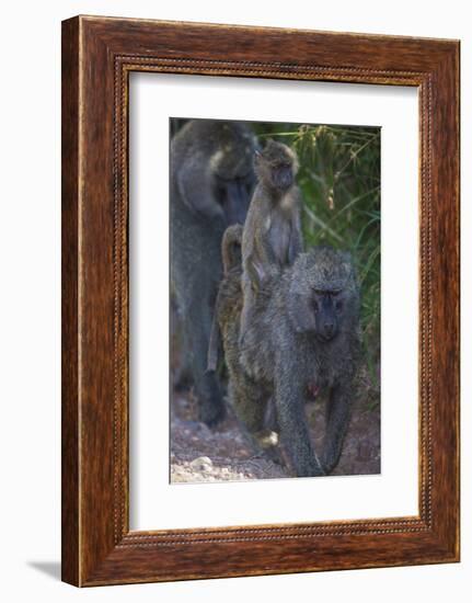 Africa. Tanzania. Olive baboon female with baby at Arusha National Park.-Ralph H. Bendjebar-Framed Photographic Print