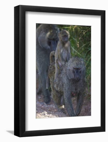 Africa. Tanzania. Olive baboon female with baby at Arusha National Park.-Ralph H. Bendjebar-Framed Photographic Print