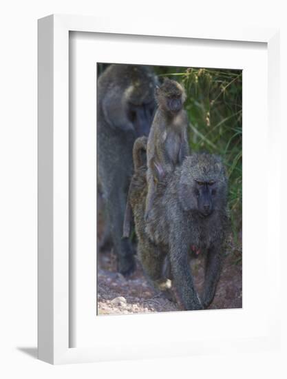 Africa. Tanzania. Olive baboon female with baby at Arusha National Park.-Ralph H. Bendjebar-Framed Photographic Print