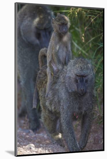 Africa. Tanzania. Olive baboon female with baby at Arusha National Park.-Ralph H. Bendjebar-Mounted Photographic Print