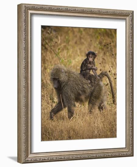Africa. Tanzania. Olive baboon female with baby at Serengeti National Park.-Ralph H. Bendjebar-Framed Photographic Print