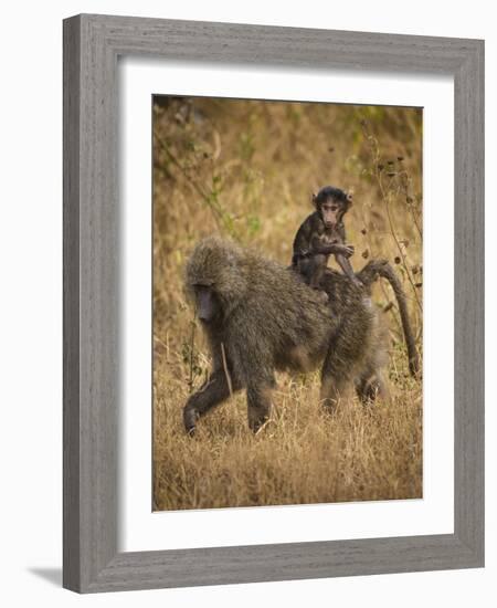 Africa. Tanzania. Olive baboon female with baby at Serengeti National Park.-Ralph H. Bendjebar-Framed Photographic Print