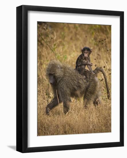 Africa. Tanzania. Olive baboon female with baby at Serengeti National Park.-Ralph H. Bendjebar-Framed Photographic Print