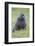 Africa. Tanzania. Olive baboon male at Arusha National Park.-Ralph H. Bendjebar-Framed Photographic Print