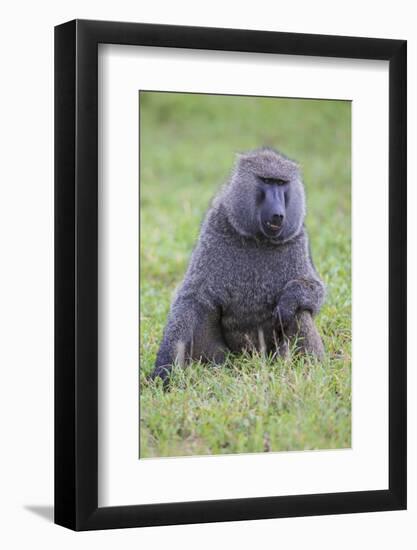 Africa. Tanzania. Olive baboon male at Arusha National Park.-Ralph H. Bendjebar-Framed Photographic Print