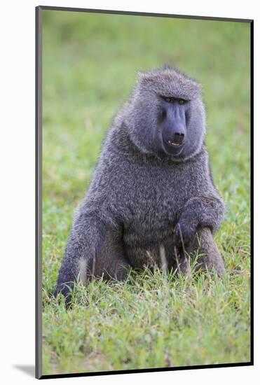 Africa. Tanzania. Olive baboon male at Arusha National Park.-Ralph H. Bendjebar-Mounted Photographic Print