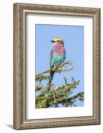 Africa, Tanzania. Portrait of a lilac-breasted roller.-Ellen Goff-Framed Photographic Print