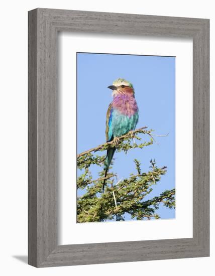 Africa, Tanzania. Portrait of a lilac-breasted roller.-Ellen Goff-Framed Photographic Print