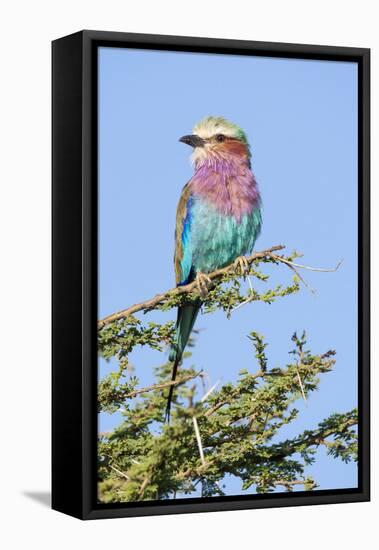 Africa, Tanzania. Portrait of a lilac-breasted roller.-Ellen Goff-Framed Premier Image Canvas