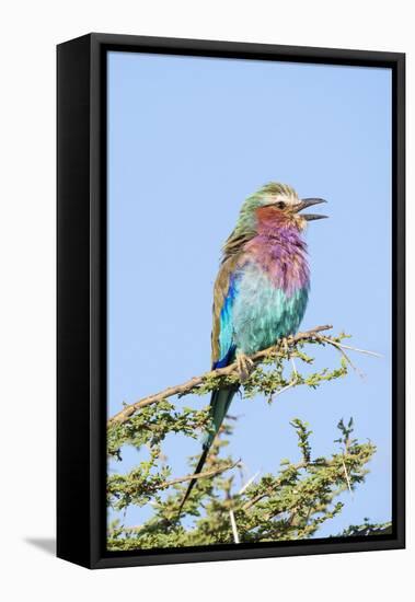 Africa, Tanzania. Portrait of a lilac-breasted roller.-Ellen Goff-Framed Premier Image Canvas