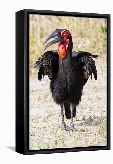 Africa, Tanzania. Portrait of a southern ground hornbill adult.-Ellen Goff-Framed Premier Image Canvas