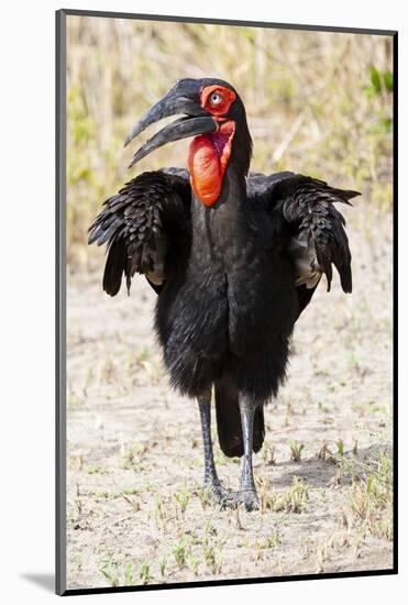 Africa, Tanzania. Portrait of a southern ground hornbill adult.-Ellen Goff-Mounted Photographic Print