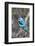 Africa, Tanzania. Portrait of a woodland kingfisher.-Ellen Goff-Framed Photographic Print