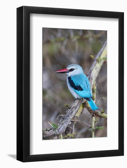 Africa, Tanzania. Portrait of a woodland kingfisher.-Ellen Goff-Framed Photographic Print